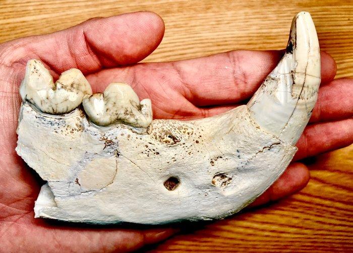 Zoogdier - Fossiel onderkaakbot - Panthera zdanskyi, Verzamelen, Mineralen en Fossielen