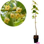 Diospyros kaki Pollinator + Pot 23cm, Verzenden, Volle zon