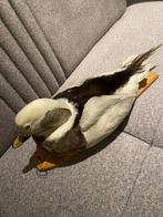 Eend Taxidermie volledige montage - Clangula hyemalis - 15, Verzamelen, Nieuw