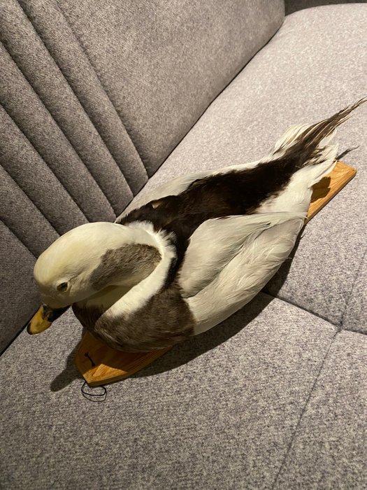 Eend Taxidermie volledige montage - Clangula hyemalis - 15, Verzamelen, Dierenverzamelingen