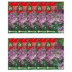 Bloemzaden kattensnor | VT | 10 stuks, Tuin en Terras, Bloembollen en Zaden, Verzenden