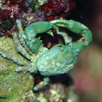 Mithrax / Emerald Krab beschikbaar voor biedingen