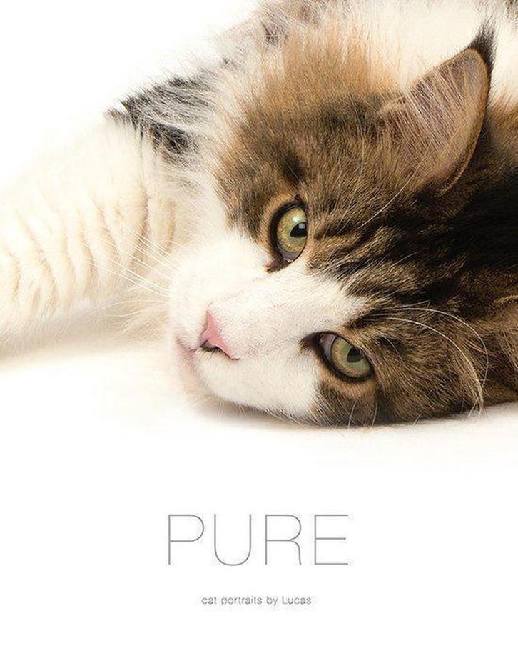 Pure 9789082302400 Lucas De Boeck, Boeken, Taal | Engels, Zo goed als nieuw, Verzenden