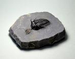 Doornige trilobiet - Gefossiliseerd dier - Walliserops
