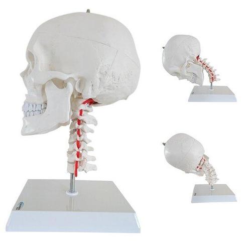 Anatomie model schedel met flexibele cervicale wervelkolom, Sport en Fitness, Overige Sport en Fitness, Verzenden