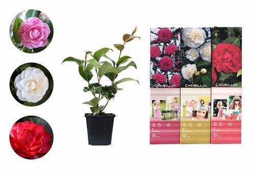 Set van 3 Camellia Japonica planten (20 - 30 cm), Tuin en Terras, Planten | Tuinplanten