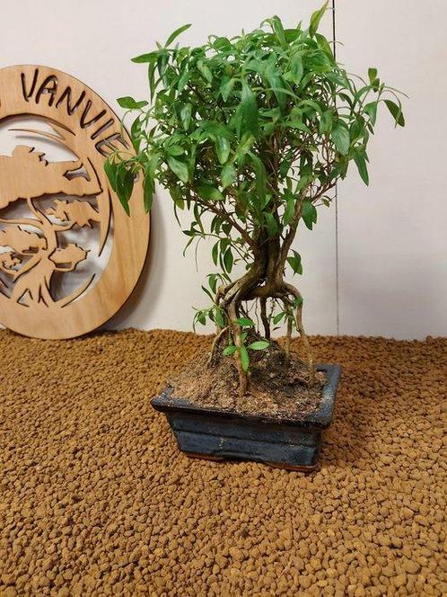 Sneeuwroos bonsai (Serissa foetida) - Hoogte (boom): 30 cm -, Antiek en Kunst, Curiosa en Brocante