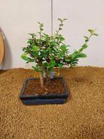 Fukien theeboom bonsai (Carmona retusa) - Hoogte (boom): 19, Antiek en Kunst
