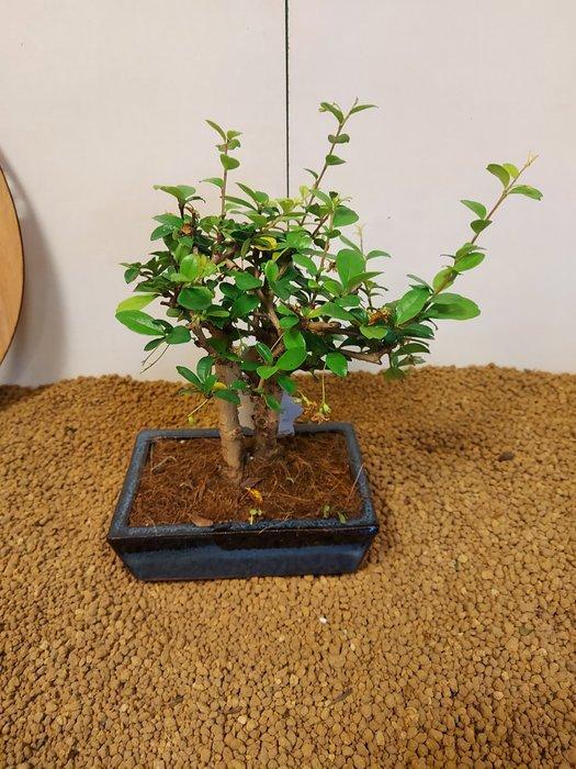 Fukien theeboom bonsai (Carmona retusa) - Hoogte (boom): 19, Antiek en Kunst, Curiosa en Brocante