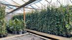 Hedera hibernica 20/40 t/m 175/200 cm,tot 10%staffelkorting, Tuin en Terras, Planten | Tuinplanten, Vaste plant, Ophalen of Verzenden