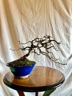Hondskers (Prunus Mahaleb) - Hoogte (boom): 27 cm - Diepte, Antiek en Kunst
