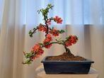 chaenomeles superba red trail bonsai in bonsaischaal -, Antiek en Kunst