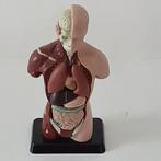 Anatomisch model (7) - Plastic - Tweede helft 20ste Eeuw