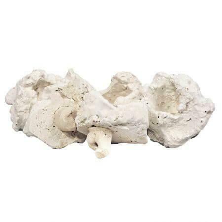 Rifkeramiek Aflegsteen met pin - 5 cm - voor het stekken van, Dieren en Toebehoren, Vissen | Aquaria en Toebehoren, Ophalen of Verzenden