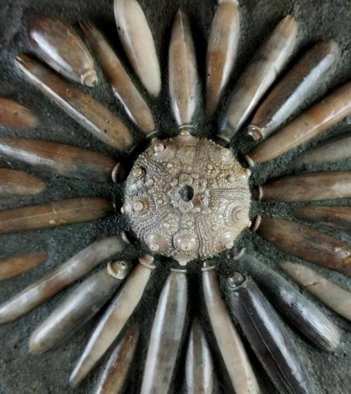 Enorme fossiele zeester van hoge kwaliteit!!! - Schelp met, Verzamelen, Mineralen en Fossielen