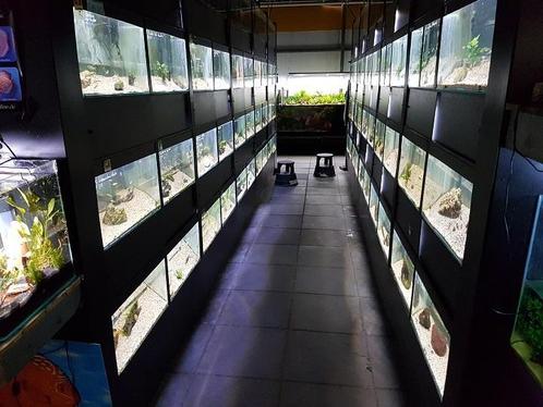 Twente Overijssel &gt;300soorten  tropische vissen Bovis.nl, Dieren en Toebehoren, Vissen | Aquariumvissen, Vis, Zoetwatervis