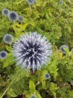 Kogeldistel Echinops ritro  bannaticus Blue Globe, Tuin en Terras, Planten | Tuinplanten, Zomer, Vaste plant, Ophalen of Verzenden