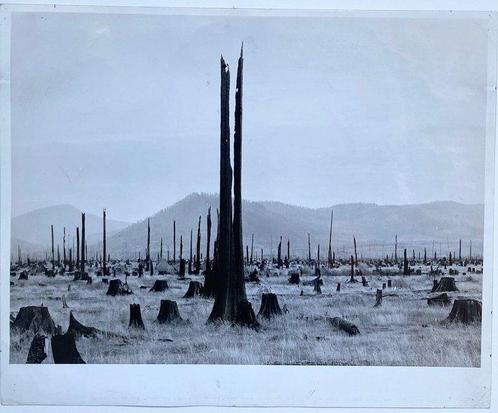 Dorothea Lange - Cut-Over Timber Priest River Valley Shows, Antiek en Kunst, Kunst | Schilderijen | Modern