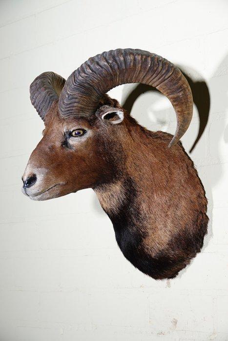 Large Mouflon head-mount Taxidermie wandmontage - Ovis a., Verzamelen, Dierenverzamelingen