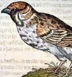 Conrad Gesner - Sparrow (Spatzen). Ornithology. Folio with, Antiek en Kunst