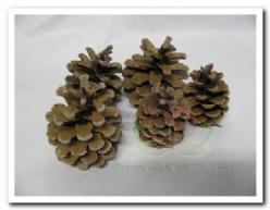 Denneappels Oostenrijkers zak +/- 5 kg Blue Pine, Hobby en Vrije tijd, Knutselen, Nieuw, Ophalen of Verzenden