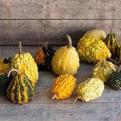 Hungary Warted Kalebas zaden, Hobby en Vrije tijd, Knutselen, Nieuw, Ophalen of Verzenden