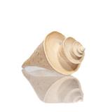 Verzamelaarschelp Thatcheria mirabilis - Hoogte: 7.7 cm- 45, Verzamelen, Nieuw