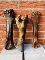 steppewisent - Fossiel bot - Bison priscus - 10 cm (Zonder, Verzamelen