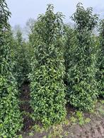 portugese laurier prunus lusitanica 200-225 cm hoog, Ophalen of Verzenden, Laurier, Haag, 100 tot 250 cm