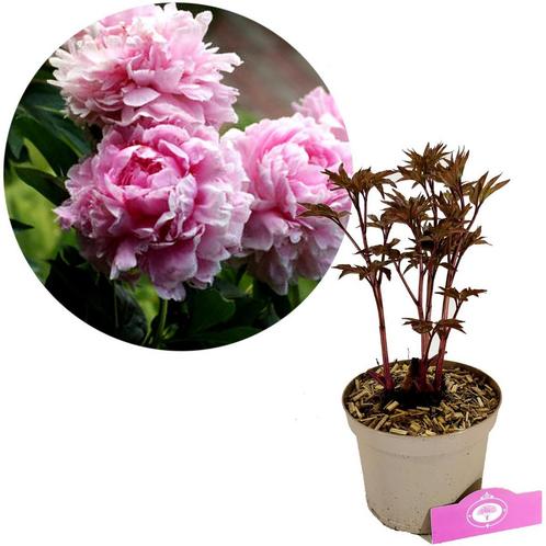 Paeonia lactiflora Sarah Bernhardt + Pot 17cm, Tuin en Terras, Planten | Tuinplanten, Verzenden
