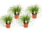 4 Cyperus Kattengras planten