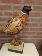 Ringnek Fazant Taxidermie volledige montage - Phasianus, Verzamelen, Nieuw