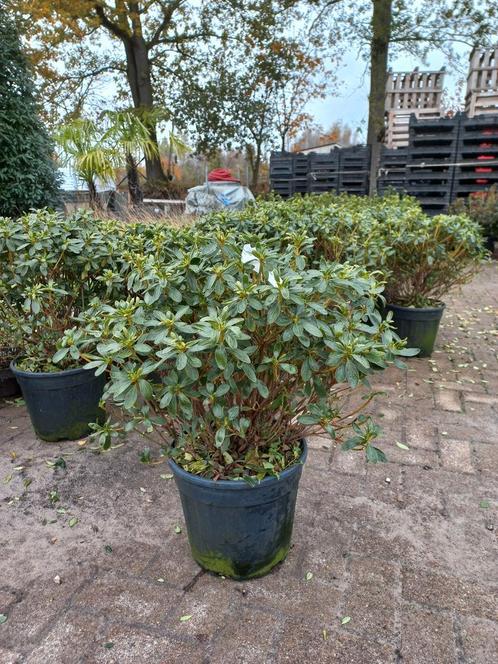 Rhododendron (AJ) Luzi, Tuin en Terras, Planten | Bomen, Ophalen