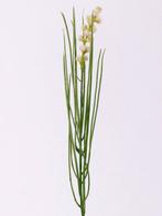 Grasbundel WIT bloeiend 50 cm/bundel Zijdebloem, Huis en Inrichting, Woonaccessoires | Kunstplanten en Kunstbloemen, Ophalen of Verzenden