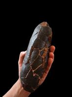 Roofvogel Sp. - Gefossiliseerd ei - Dinosauro - 20.5 cm - 8