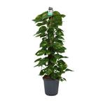 Scindapsus (Epipremnum) - Ø24cm - 120cm, Verzenden, Nieuw