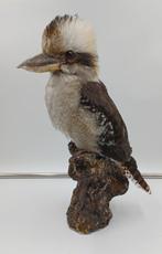 Lachende kookaburra - Taxidermie volledige montage - Dacelo, Nieuw