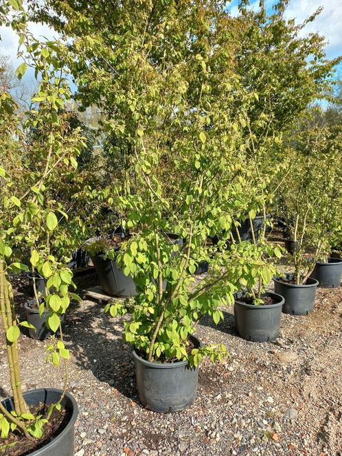 Viburnum plicatum st. keverne sneeuwbal, Tuin en Terras, Planten | Struiken en Hagen, Ophalen