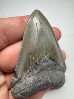 Haai - Fossiele tand - Megalodon (Zonder Minimumprijs), Verzamelen, Mineralen en Fossielen