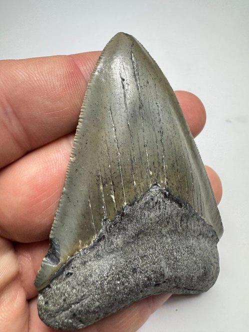 Haai - Fossiele tand - Megalodon (Zonder Minimumprijs), Verzamelen, Mineralen en Fossielen
