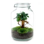 DIY terrarium - Jar - Ficus Ginseng bonsai -  28 cm - Rake, Verzenden