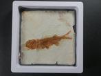 Vis - Gefossiliseerd dier - Lycoptera - 11 cm (Zonder