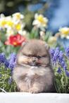 Dwergkees | Pomeriaan | Pomeranian | Stamboom | Puppy