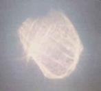 cd promo - BenoÃ®t Pioulard - Temper DIGI, Verzenden, Zo goed als nieuw