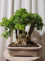 duranta erecta bonsai - Hoogte (boom): 31 cm - Diepte