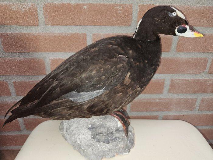 Brilzee-eend Taxidermie volledige montage - Melanitta, Verzamelen, Dierenverzamelingen