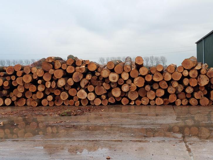 Eiken boomstammen, Tuin en Terras, Haardhout, Stammen, 6 m³ of meer, Eikenhout