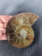 Ammoniet - Fossiele helft (Zonder Minimumprijs), Verzamelen, Mineralen en Fossielen