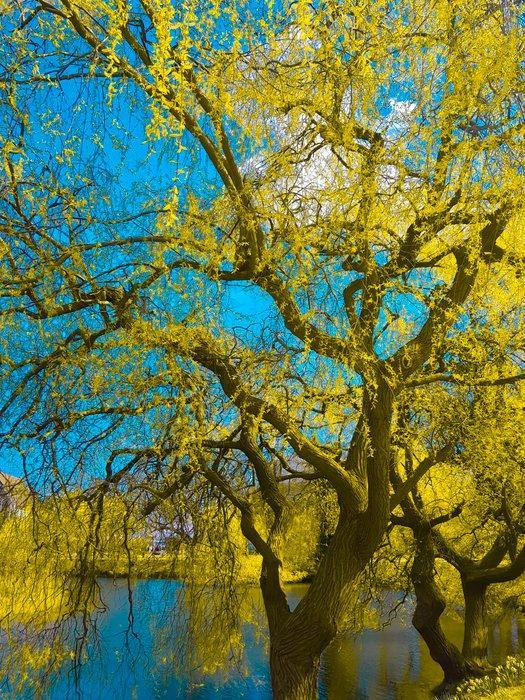 Viet Ha Tran - By the lake, Antiek en Kunst, Kunst | Designobjecten