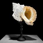 Conch Shell op een aangepaste standaard Zeeschelp -